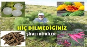Şifalı Bitkiler